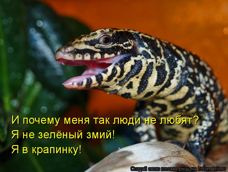 И почему меня так люди не любят? Я не зелёный змий! Я в крапинку!... Котоматрица: И почему меня так люди не любят? Я не зелёный змий! Я в крапинку!