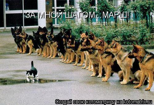 ЗА МНОЙ ШАГОМ...МАРШ!... Котоматрица: ЗА МНОЙ ШАГОМ...МАРШ!