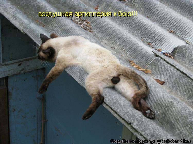 воздушная артиллерия к бою!!!... Котоматрица: воздушная артиллерия к бою!!!