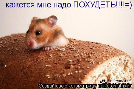 кажется мне надо ПОХУДЕТЬ!!!!=)... Котоматрица: кажется мне надо ПОХУДЕТЬ!!!!=)