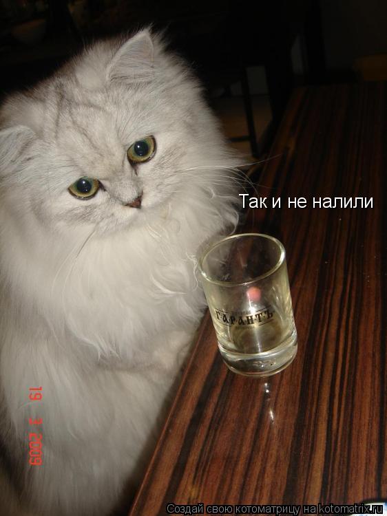 Так и не налили... Котоматрица: Так и не налили