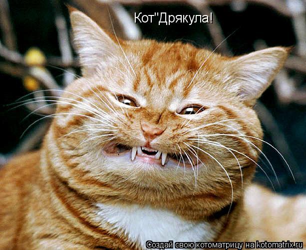 Кот"Дрякула!... Котоматрица: Кот"Дрякула!