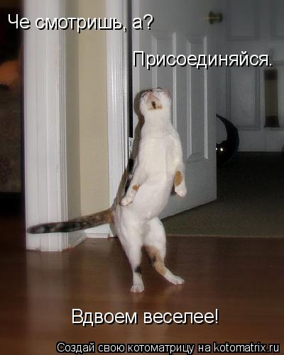 Че смотришь, а? Присоединяйся. Вдвоем веселее!... Котоматрица: Че смотришь, а? Присоединяйся. Вдвоем веселее!
