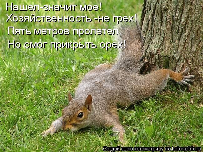 Нашел-значит мое! Хозяйственность -не грех! Пять метров пролетел, Но смог прикрыть орех!... Котоматрица: Нашел-значит мое! Хозяйственность -не грех! Пять метров пролетел, Но смог прикрыть орех!