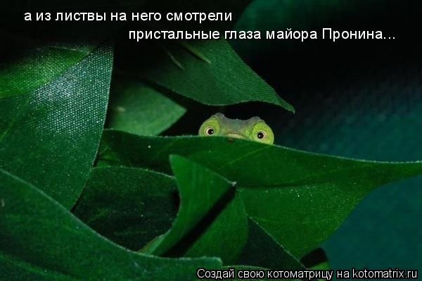а из листвы на него смотрели пристальные глаза майора Пронина...... Котоматрица: а из листвы на него смотрели пристальные глаза майора Пронина...