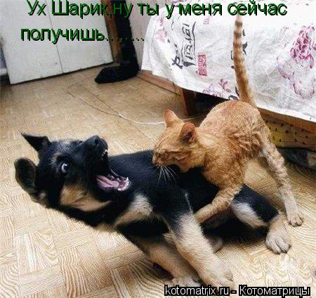 получишь........ Ух Шарик,ну ты у меня сейчас... Котоматрица: получишь........ Ух Шарик,ну ты у меня сейчас