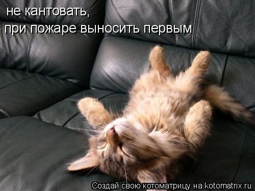 не кантовать, при пожаре выносить первым... Котоматрица: не кантовать, при пожаре выносить первым