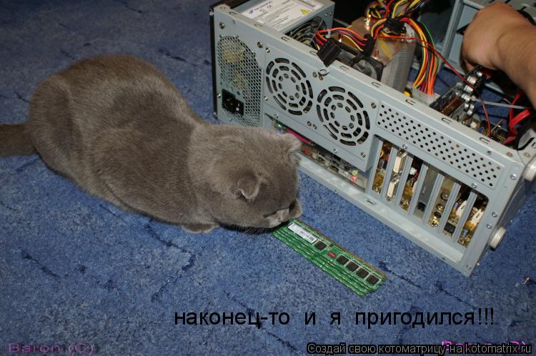 наконец-то и я пригодился!!!... Котоматрица: наконец-то и я пригодился!!!