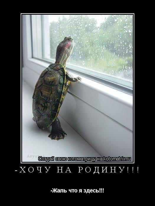 -Хочу на родину!!! -Жаль что я здесь!!!... Котоматрица: -Хочу на родину!!! -Жаль что я здесь!!!