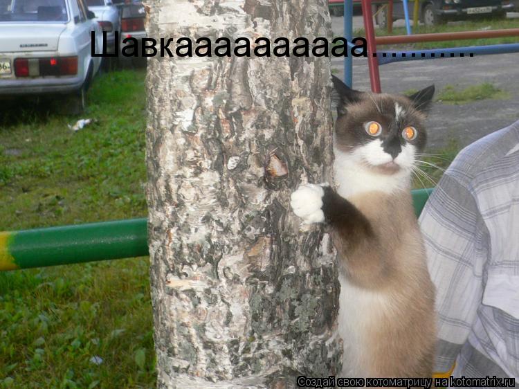 Шавкаааааааааа.............. Котоматрица: Шавкаааааааааа...........