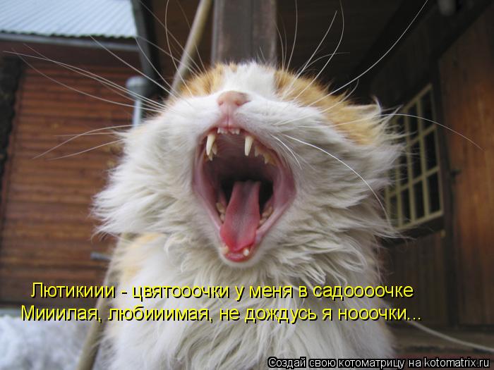 Лютикиии - цвятооочки у меня в садоооочке Мииилая, любииимая, не дождусь я нооочки...... Котоматрица: Лютикиии - цвятооочки у меня в садоооочке Мииилая, любииимая, не дождусь я нооочки...