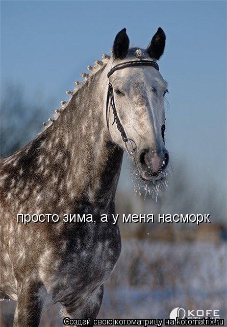 просто зима, а у меня насморк... Котоматрица: просто зима, а у меня насморк