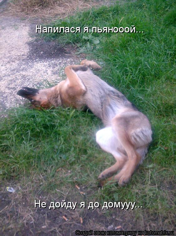 Котоматрица: Напилася я пьянооой... Не дойду я до домууу...
