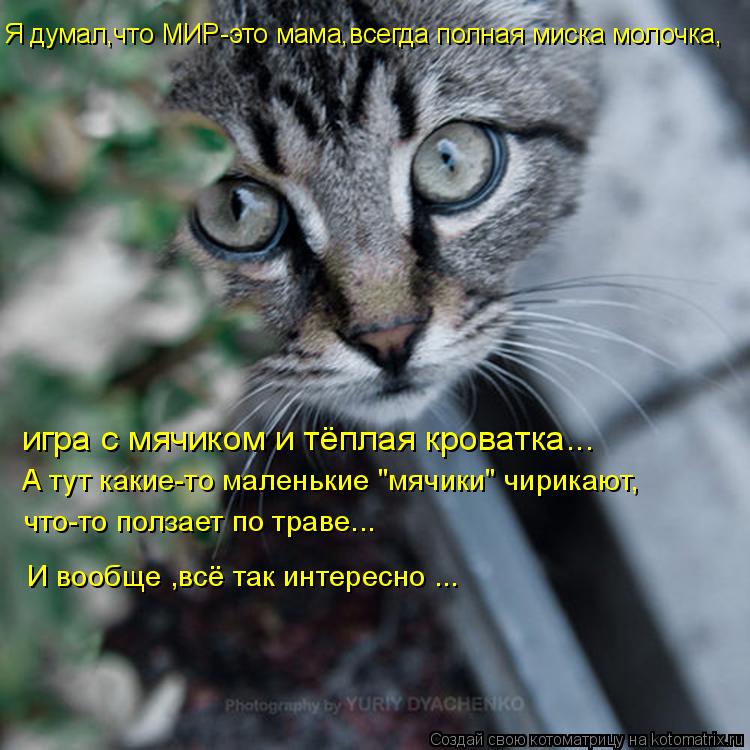 Я думал,что МИР-это мама,всегда полная миска молочка, игра с мячиком и тёплая кроватка... А тут какие... Котоматрица: Я думал,что МИР-это мама,всегда полная миска молочка, игра с мячиком и тёплая кроватка... А тут какие-то маленькие "мячики" чирикают, что-то по