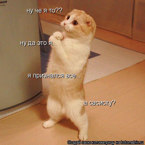 ну че я то?? ну да это я... я признался все... а сасиску?... Котоматрица: ну че я то?? ну да это я... я признался все... а сасиску?