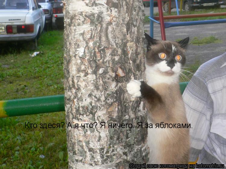 Кто здеся? А я что? Я ничего. Я за яблоками.... Котоматрица: Кто здеся? А я что? Я ничего. Я за яблоками.
