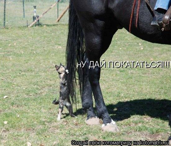 нУ ДАЙ ПОКАТАТЬСЯ!!!!... Котоматрица: нУ ДАЙ ПОКАТАТЬСЯ!!!!
