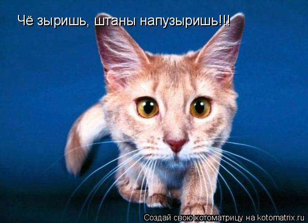 Чё зыришь, штаны напузыришь!!!... Котоматрица: Чё зыришь, штаны напузыришь!!!