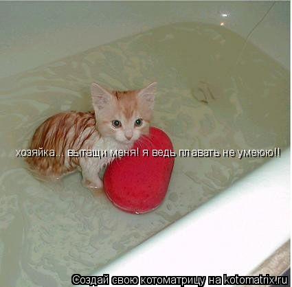 хозяйка... вытащи меня! я ведь плавать не умеюю!!... Котоматрица: хозяйка... вытащи меня! я ведь плавать не умеюю!!