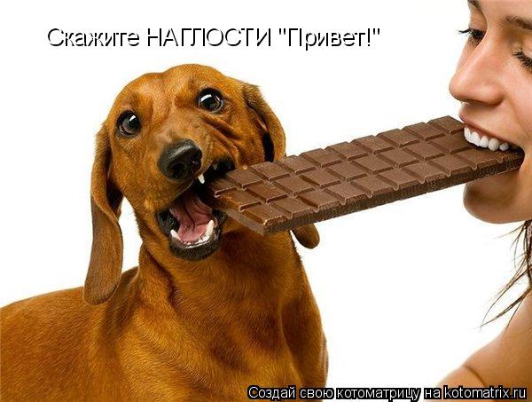 Скажите НАГЛОСТИ "Привет!"... Котоматрица: Скажите НАГЛОСТИ "Привет!"