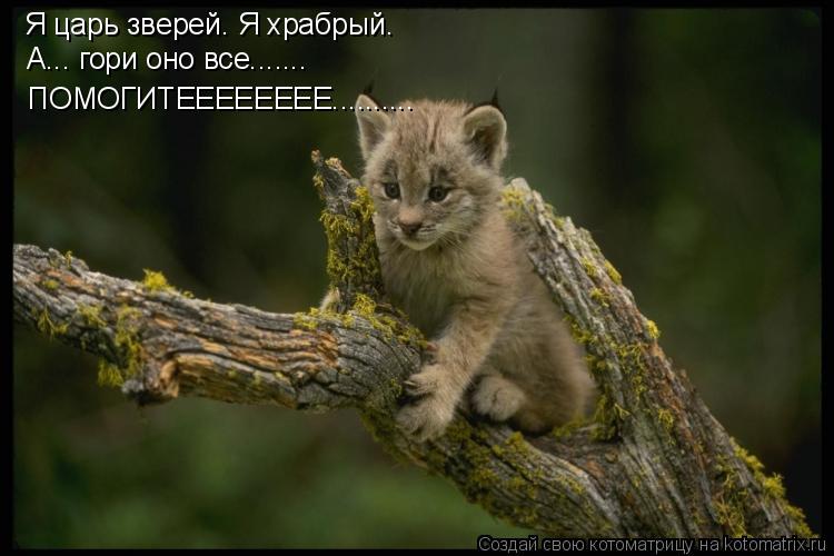 Я царь зверей. Я храбрый. А... гори оно все....... ПОМОГИТЕЕЕЕЕЕЕЕ............. Котоматрица: Я царь зверей. Я храбрый. А... гори оно все....... ПОМОГИТЕЕЕЕЕЕЕЕ..........