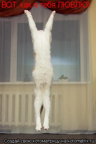 ВОТ..как я тебя ЛЮБЛЮ!... Котоматрица: ВОТ..как я тебя ЛЮБЛЮ!