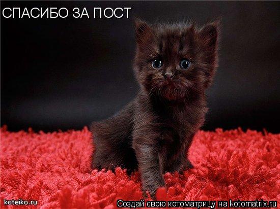 СПАСИБО ЗА ПОСТ... Котоматрица: СПАСИБО ЗА ПОСТ