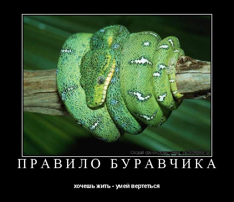 ПРАВИЛО БУРАВЧИКА хочешь жить - умей вертеться... Котоматрица: ПРАВИЛО БУРАВЧИКА хочешь жить - умей вертеться
