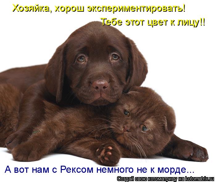 Хозяйка, хорош экспериментировать! Тебе этот цвет к лицу!! А вот нам с Рексом немного не к морде...... Котоматрица: Хозяйка, хорош экспериментировать! Тебе этот цвет к лицу!! А вот нам с Рексом немного не к морде...