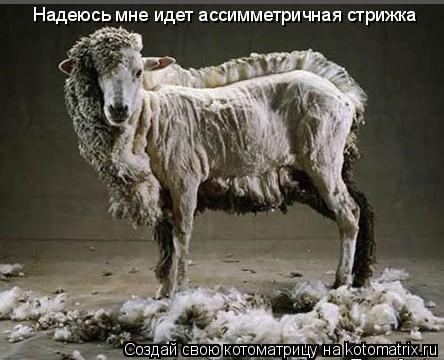 Надеюсь мне идет ассимметричная стрижка... Котоматрица: Надеюсь мне идет ассимметричная стрижка