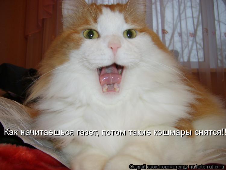 Как начитаешься газет, потом такие кошмары снятся!!!... Котоматрица: Как начитаешься газет, потом такие кошмары снятся!!!