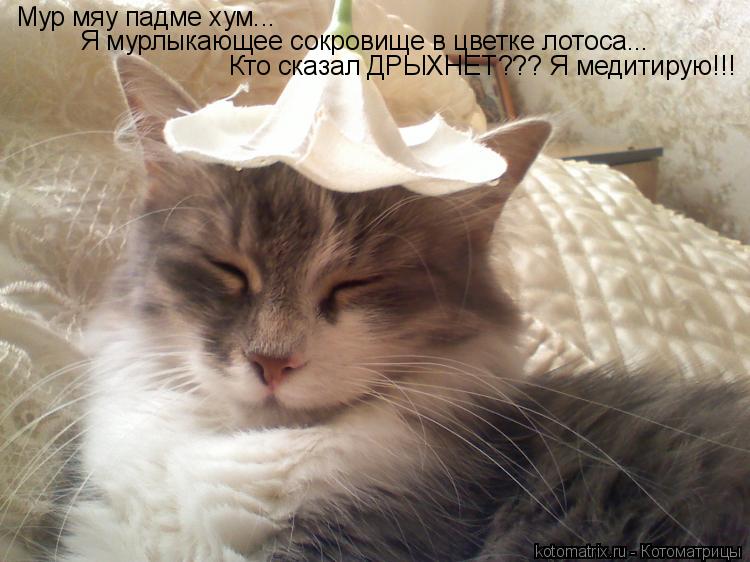 Мур мяу падме хум... Я мурлыкающее сокровище в цветке лотоса... Кто сказал ДРЫХНЕТ??? Я медитирую!!!... Котоматрица: Мур мяу падме хум... Я мурлыкающее сокровище в цветке лотоса... Кто сказал ДРЫХНЕТ??? Я медитирую!!!