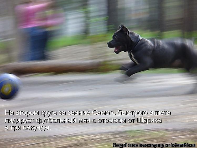 На втором круге за звание Самого быстрого атлета лидирует футбольный мяч с отрывом от Шарика в три се... Котоматрица: На втором круге за звание Самого быстрого атлета лидирует футбольный мяч с отрывом от Шарика в три секунды.