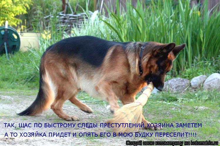 ТАК, ЩАС ПО БЫСТРОМУ СЛЕДЫ ПРЕСТУТЛЕНИЙ ХОЗЯИНА ЗАМЕТЕМ А ТО ХОЗЯЙКА ПРИДЕТ И ОПЯТЬ ЕГО В МОЮ БУДКУ П... Котоматрица: ТАК, ЩАС ПО БЫСТРОМУ СЛЕДЫ ПРЕСТУТЛЕНИЙ ХОЗЯИНА ЗАМЕТЕМ А ТО ХОЗЯЙКА ПРИДЕТ И ОПЯТЬ ЕГО В МОЮ БУДКУ ПЕРЕСЕЛИТ!!!!