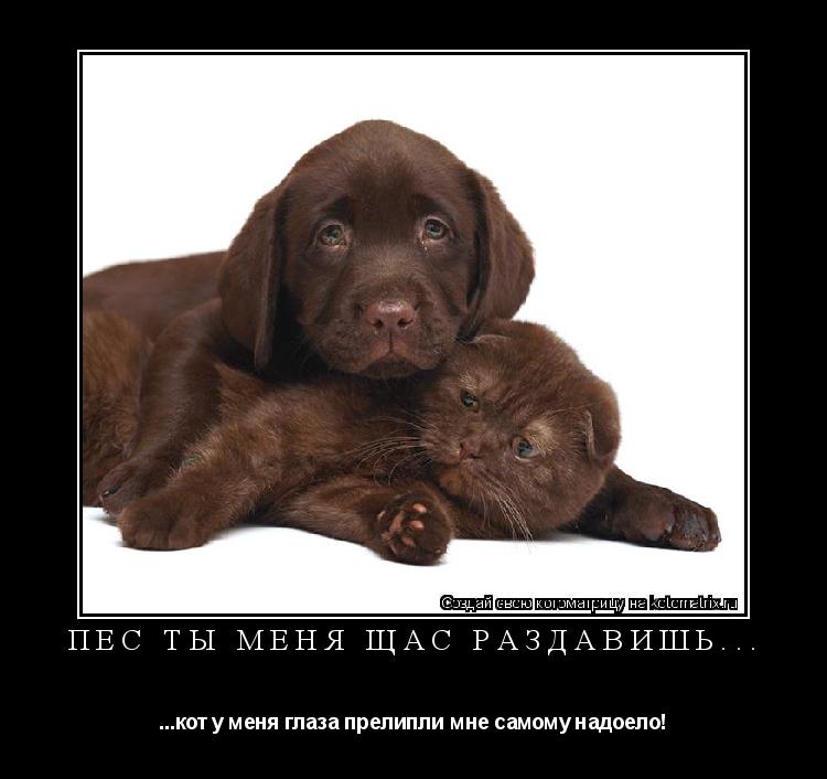 Пёс ты меня щас раздавишь... ...кот у меня глаза прелипли мне самому надоело!... Котоматрица: Пёс ты меня щас раздавишь... ...кот у меня глаза прелипли мне самому надоело!