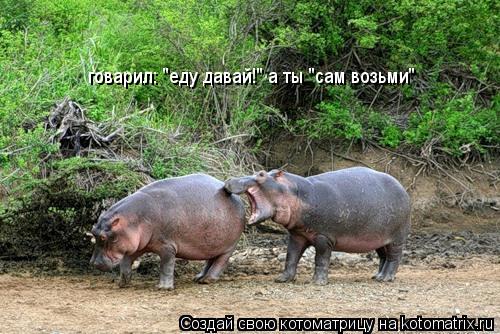 говарил: "еду давай!" а ты "сам возьми"... Котоматрица: говарил: "еду давай!" а ты "сам возьми"