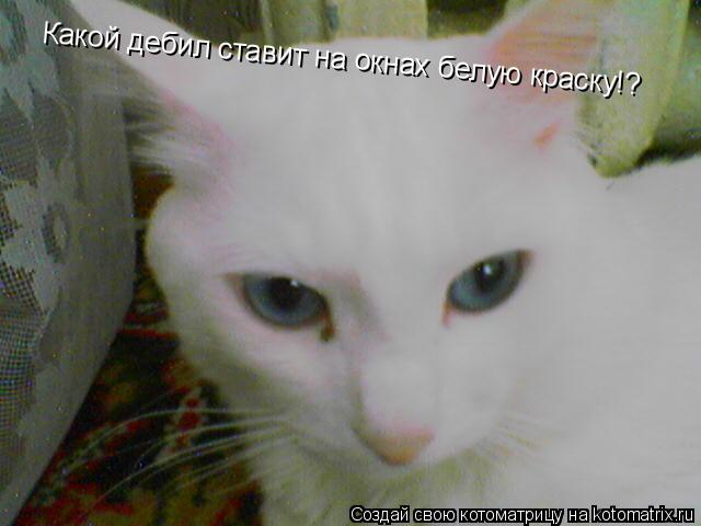 Какой дебил ставит на окнах белую краску!?... Котоматрица: Какой дебил ставит на окнах белую краску!?