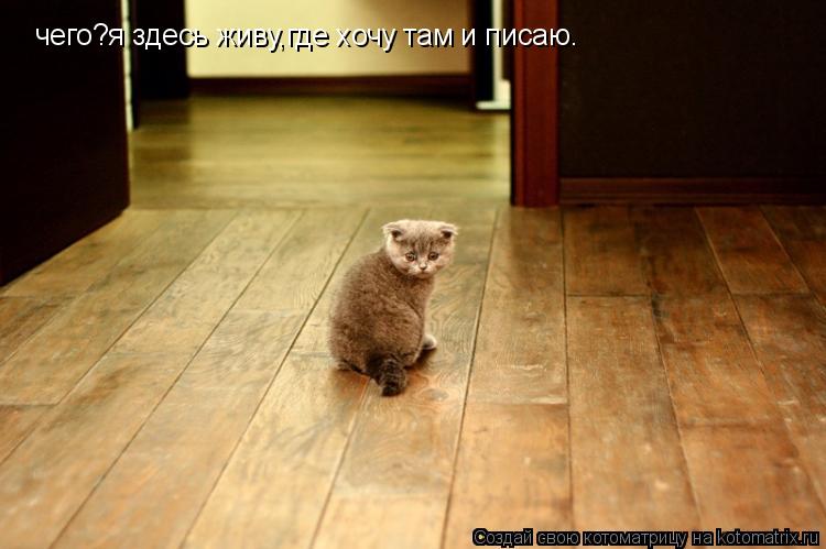 чего?я здесь живу,где хочу там и писаю.... Котоматрица: чего?я здесь живу,где хочу там и писаю.