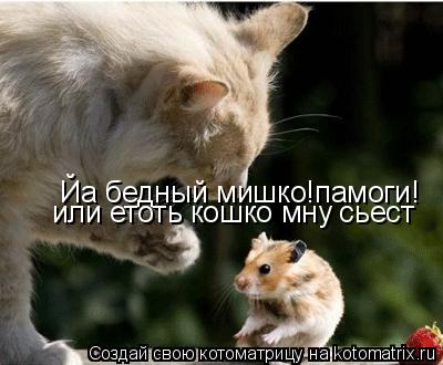 Йа бедный мишко!памоги! или етоть кошко мну сьест... Котоматрица: Йа бедный мишко!памоги! или етоть кошко мну сьест