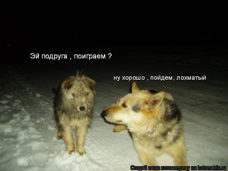 ну хорошо , пойдем, лохматый Эй подруга , поиграем ? Эй подруга , поиграем ?... Котоматрица: ну хорошо , пойдем, лохматый Эй подруга , поиграем ? Эй подруга , поиграем ?