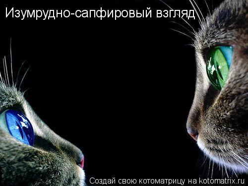 Изумрудно-сапфировый взгляд... Котоматрица: Изумрудно-сапфировый взгляд