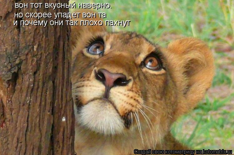 Котоматрица: вон тот вкусный наверно. но скорее упадет вон та и почему они так плохо пахнут