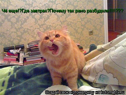 Котоматрица: Чё еще!?Где завтрак?Почему так рано разбудили!!!!???