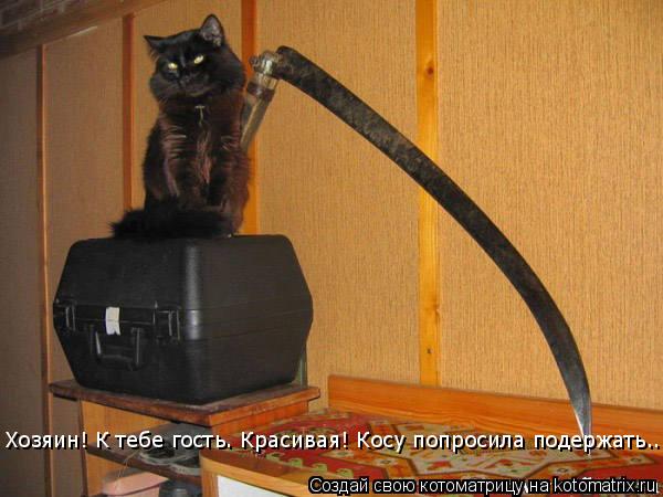 Хозяин! К тебе гость. Красивая! Косу попросила подержать...... Котоматрица: Хозяин! К тебе гость. Красивая! Косу попросила подержать...