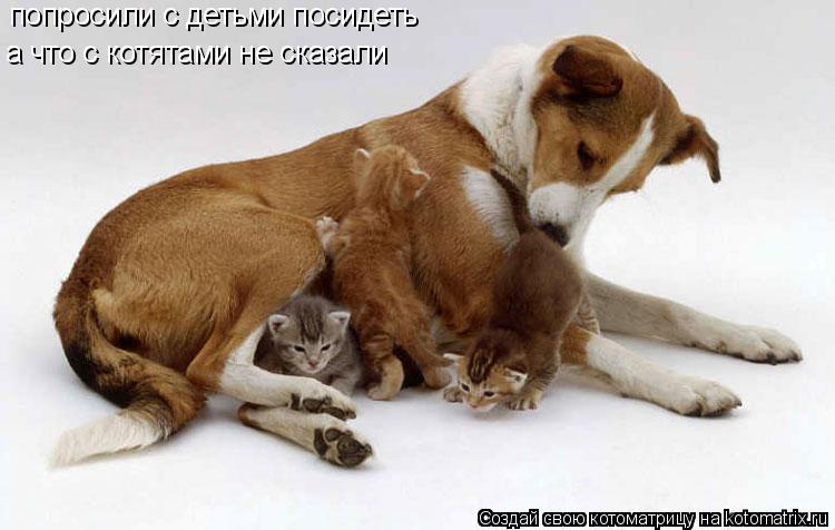 попросили с детьми посидеть а что с котятами не сказали... Котоматрица: попросили с детьми посидеть а что с котятами не сказали