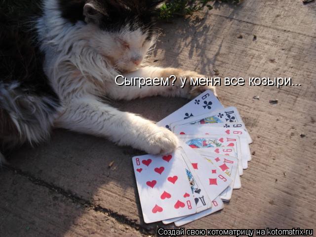 Сыграем? у меня все козыри...... Котоматрица: Сыграем? у меня все козыри...