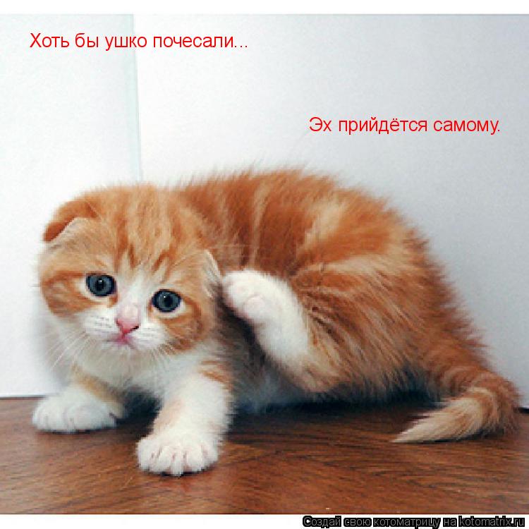 Хоть бы ушко почесали... Эх прийдётся самому.... Котоматрица: Хоть бы ушко почесали... Эх прийдётся самому.