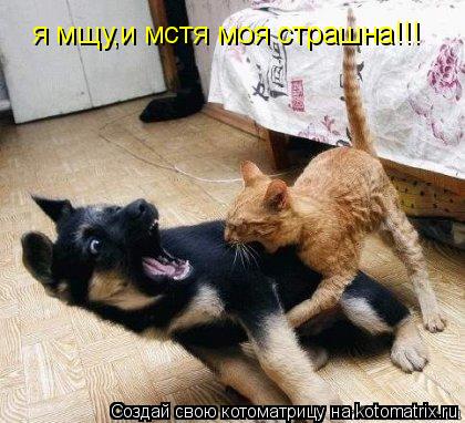 я мщу,и мстя моя страшна!!!... Котоматрица: я мщу,и мстя моя страшна!!!