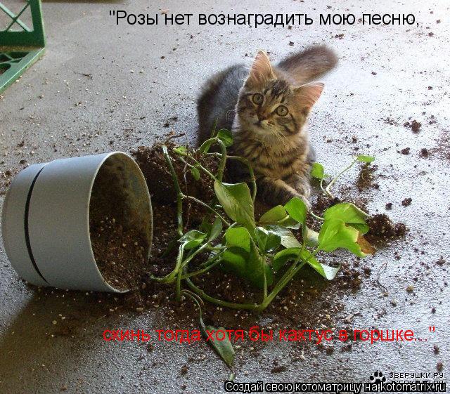"Розы нет вознаградить мою песню, скинь тогда хотя бы кактус в горшке..."... Котоматрица: "Розы нет вознаградить мою песню, скинь тогда хотя бы кактус в горшке..."