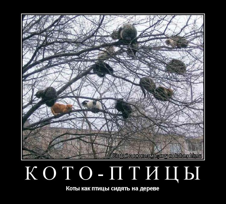 Кото-птицы Коты как птицы сидять на дереве... Котоматрица: Кото-птицы Коты как птицы сидять на дереве